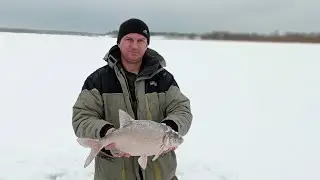 Ловля леща на комбайн ,река Обь