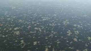 Чем травят реку Юг?  31.05.2019