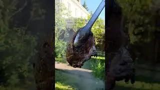 Стейки рибай вагю на гриле