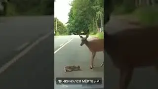 Маленький оленёнок испугался и претворился мертвым 😊