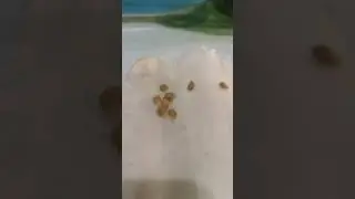 Проклюнулись!Срочно сеять.