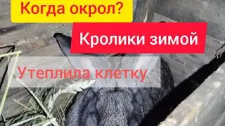 Кролики зимой❄️ Когда окрол у крольчихи? Зимний окрол. Все новости канала 