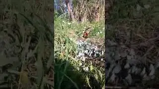бабочек так много))