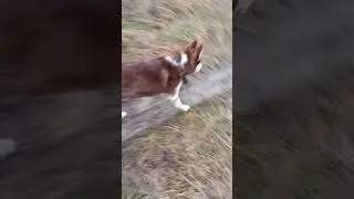 Прогулка с Беней!