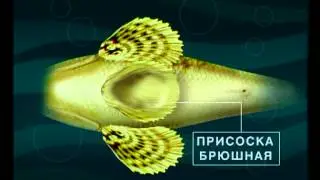 Диалоги о рыбалке -  155 - Ростов, река Миус, ловля бычка и рыбца.