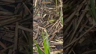 А в болотце так приятно и спокойно! Лягушачий рай!