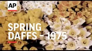 Spring Daffs - 1975 | The Archivist Presents | #390