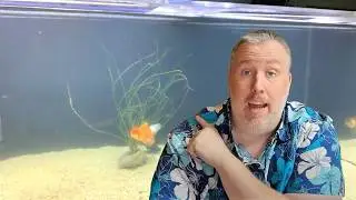 How to Prevent Cloudy Water in Your Aquarium (stop it before it starts)