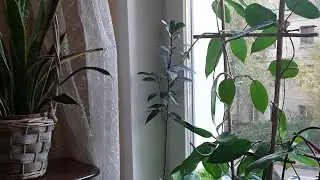 Как хойи?