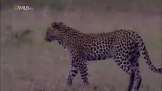 National Geographic  Adventures Africa -Lions Wildlife Documentary  2021 (Nat Geo HD) Wildlife