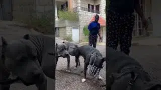 ماريا غارت على كلبي لان بده يتزوج ! 😂