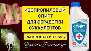 Изпропиловый спирт для обработки суккулентов. Раскрываю интригу🙃