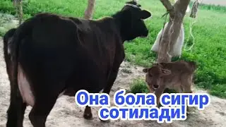 Кашкадарё Чирокчи туманида Баракали она бола сигир сотилади!