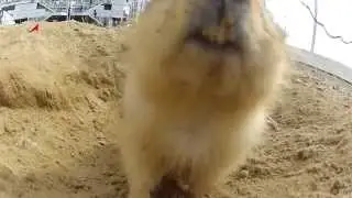 Space Launch Gopher - Funny