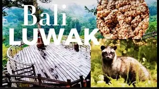 Bali Coffee Luwak | Ubud | Indonesia Travel Guide