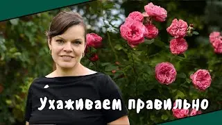 Как ухаживать за розами в августе и сентябре? / Розы в саду - продолжение