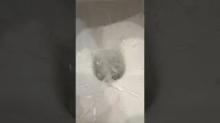 Что происходит с водой после смыва?