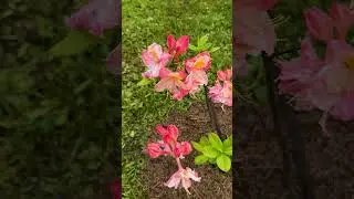 Азалия. Содержание и уход. #shorts  #огород #дача #дача #рецепт #сад