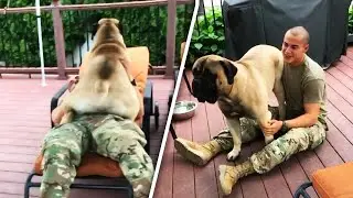 160-Lb. Bullmastiff Goes Nuts When Soldier Owner Returns Home