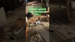 Собака и накладные усы. Немецкий марш в голове #приколы #собака #юмор #питомцы #басенджи #тикток