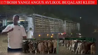 XURSHIDJON akani 117/BOSH ABERDEEN ANGUS AVLIKOL BUQALARI KELDI,SHOSHILING KAMDAN KAM KELDI
