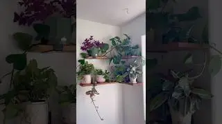 L brackets for L shelves 