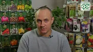 Полив перца