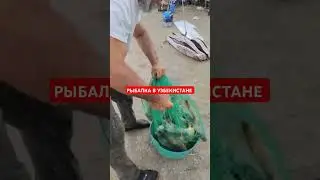 СИРДАРЯ МЕХНАТ РЫБАЛКА БЫЛО УДАЧНОЙ #shortsyoutube #видеорыбалка #shortsvideo