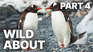 Wild About - Part 4 | Animals and Nature