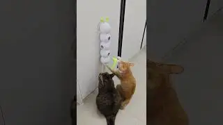 Smart sensor cat toy #cat #bestpetsupplies #pets