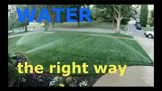 Properly WATER your lawn