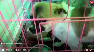 Собаки спасены с китайской бойни, поставляющей мясо собаки в ресторан в Шанхае в 2019 году