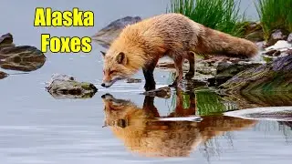Alaska Foxes: Amazing Footage of Foxes in the Wild