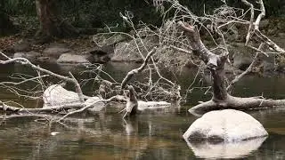 Azure Kingfisher Antics