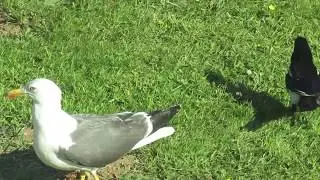oiseaux goéland et pie attaque le goéland
