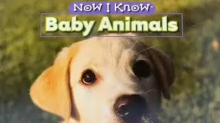 Now I know BABY ANIMALS Read Along Aloud Story Audio Book