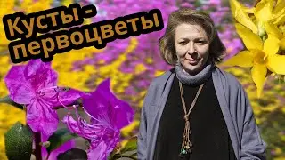 Самые зимостойкие ранние рододендроны и лучшие сорта форзиции