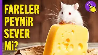 Fareler Peynir Sever Mi? | Hayvan Videoları | Hayvanlar Alemi | Aklında Olsun