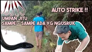 MANCING BELUT SAWAH PAKE UMPAN JITU 