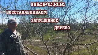 Восстанавливаем запущенное дерево персика/Все очень просто!!!