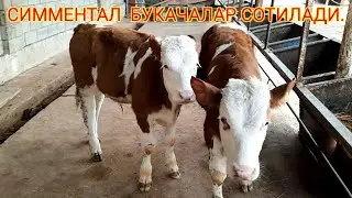 БУКАЧАЛАР  СОТИЛДИ