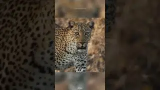 Леопард в деле🐆