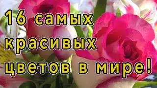 ♥ Самые красивые цветы в мире! ♥