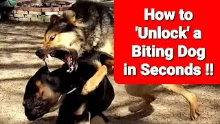 Stop a Dog Fight Instantly - Unlock a Biting Dog in SECONDS !!