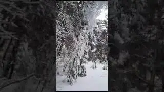 Много сгега зимой в лесу в Клязьминской пойме @MarMS.