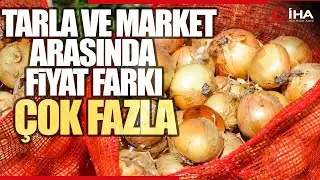 Soğan Fiyatları Tarlada 5 Liraya Düştü