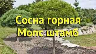 Сосна горная мопс штамб. Краткий обзор, описание характеристик, где купить крупномеры pinus mugo