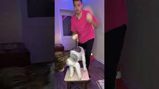 Пранканул фокстерьера 😅