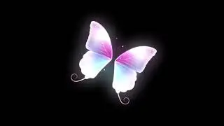 white butterfly black screen effect video, No copyright - free video, NP Creative