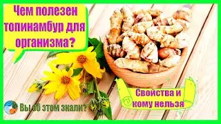 Чем полезен топинамбур для организма? Свойства и кому нельзя